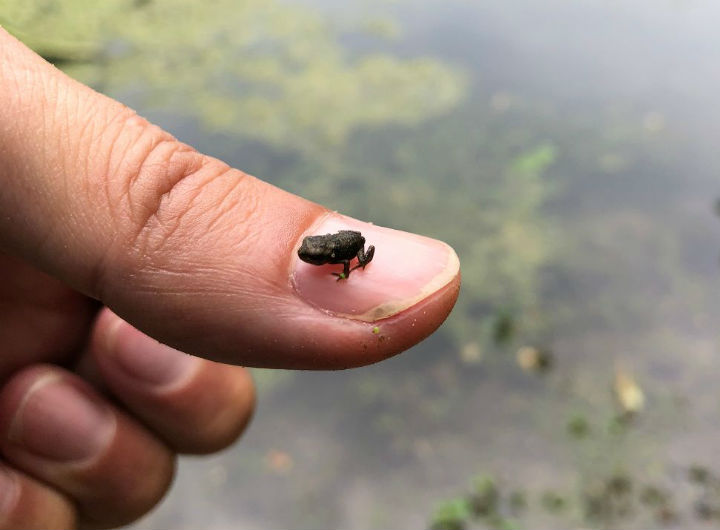 American Toad